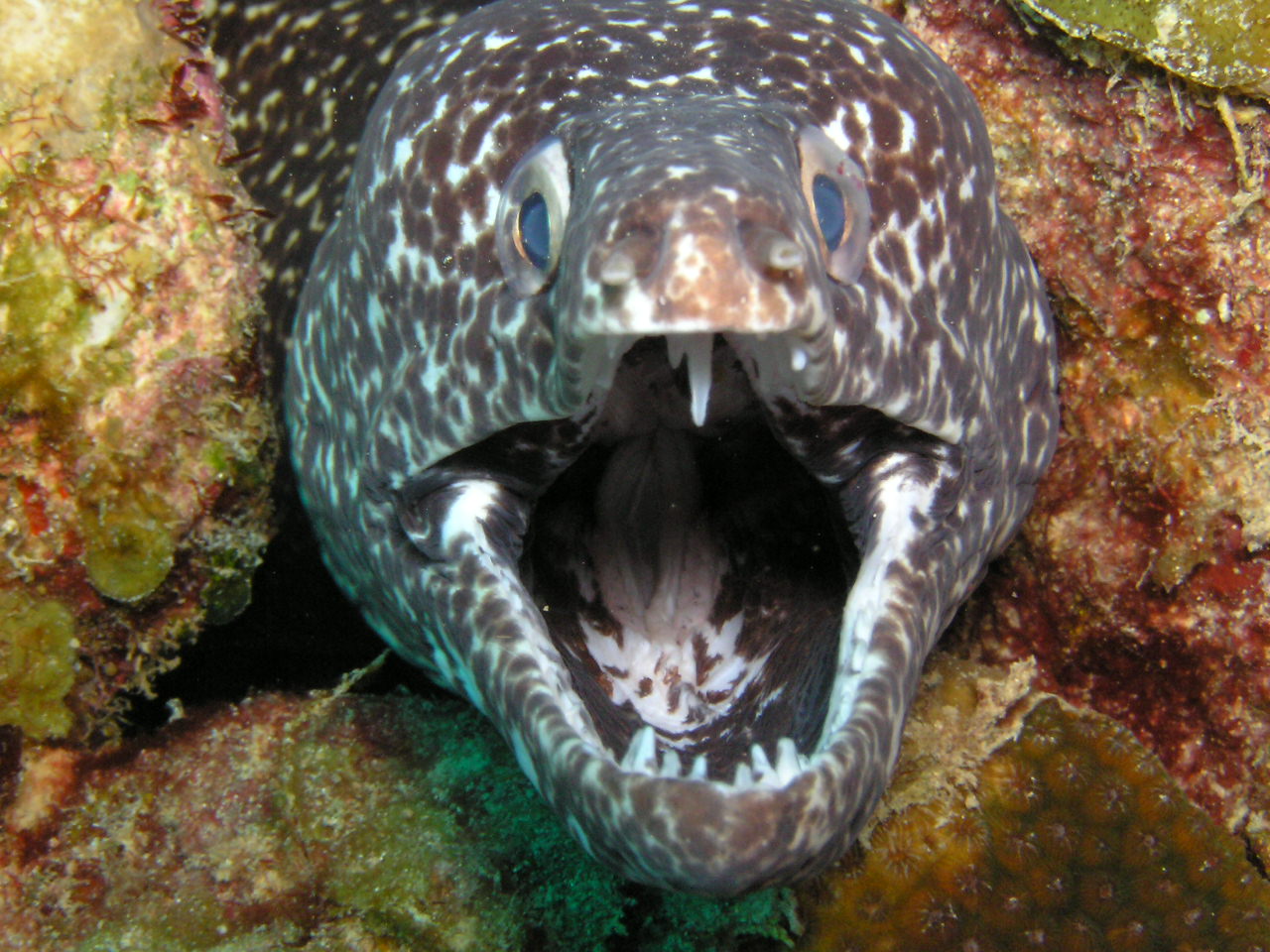 Moray