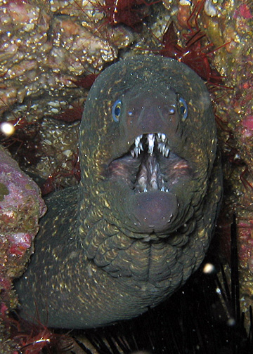 Moray