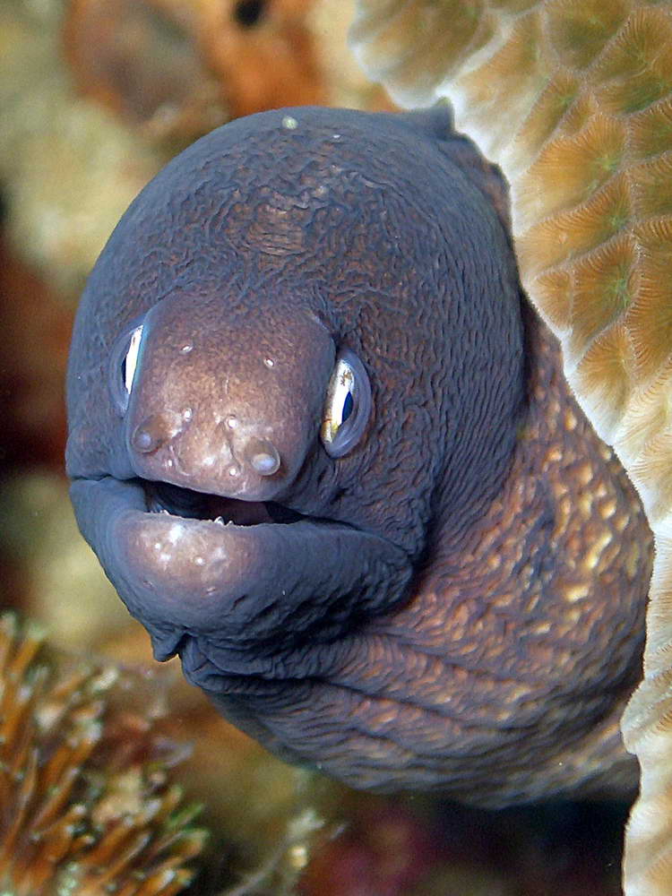 Moray