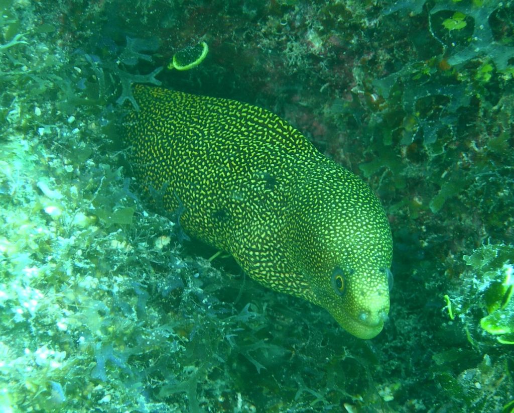 moray