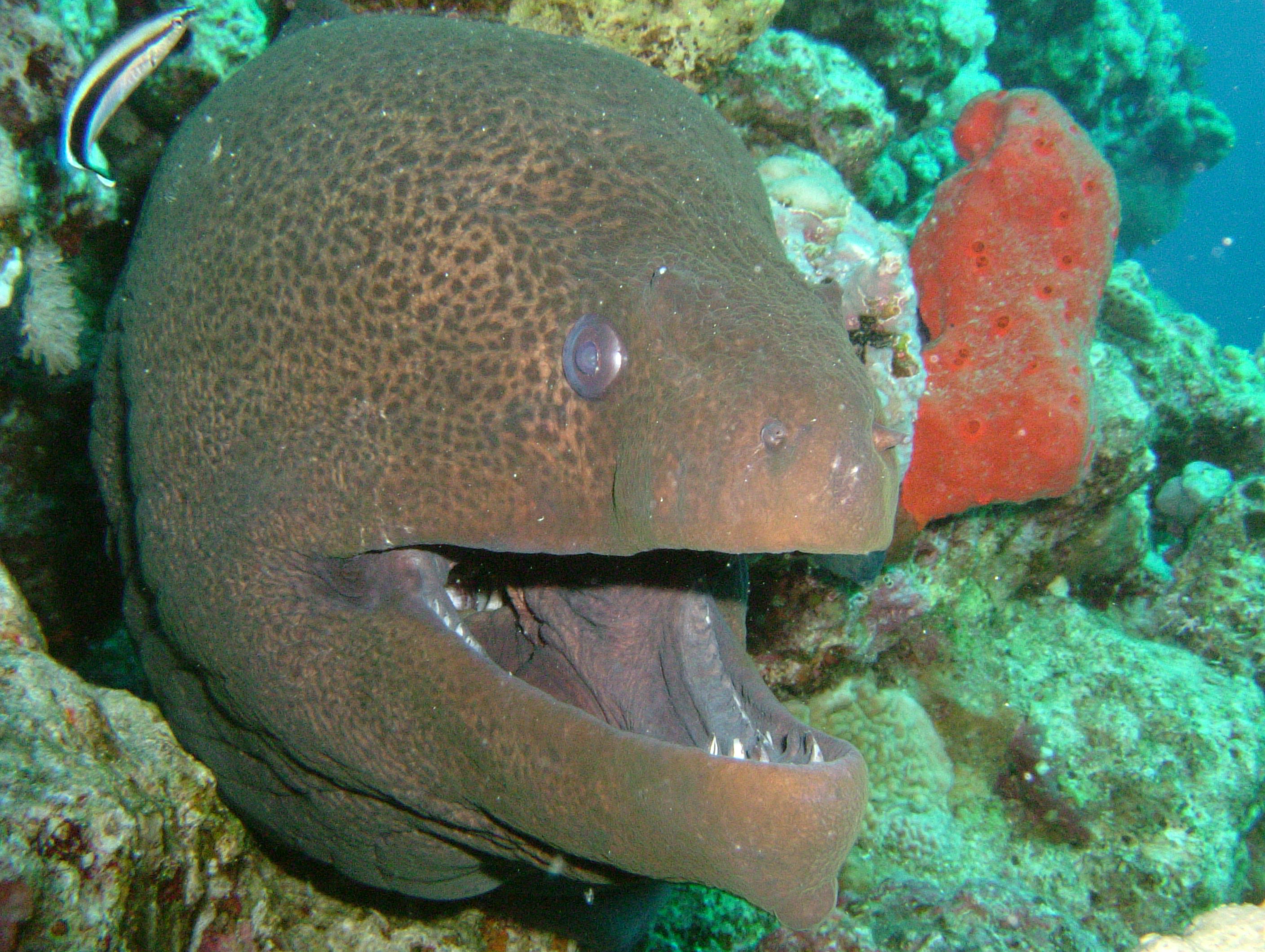 Moray