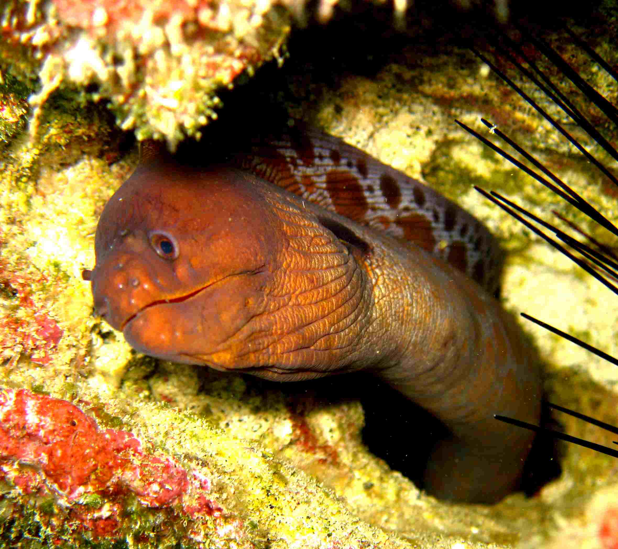 Moray