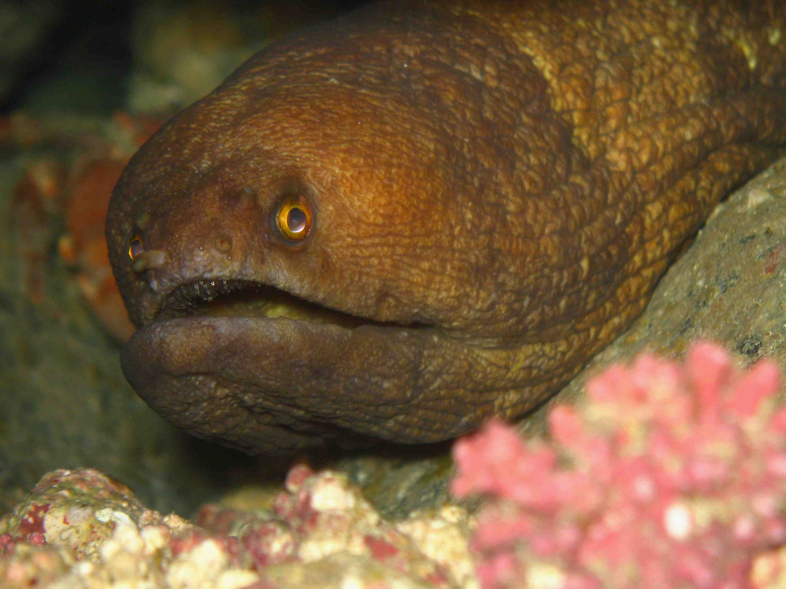 Moray