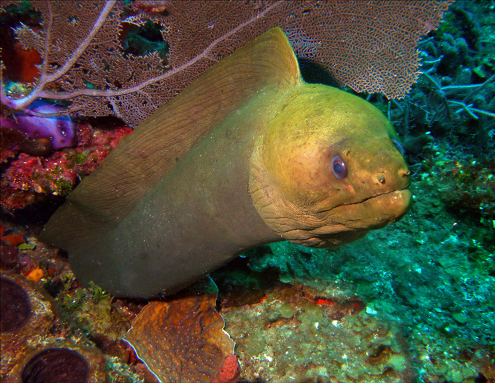 Moray