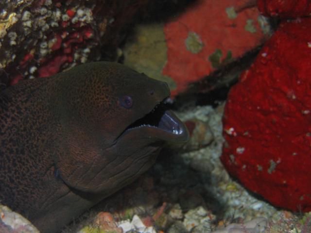 MORAY12