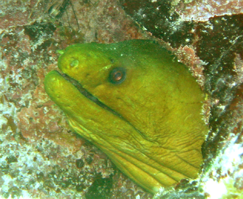 Moray4