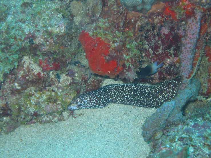 Moray_3390