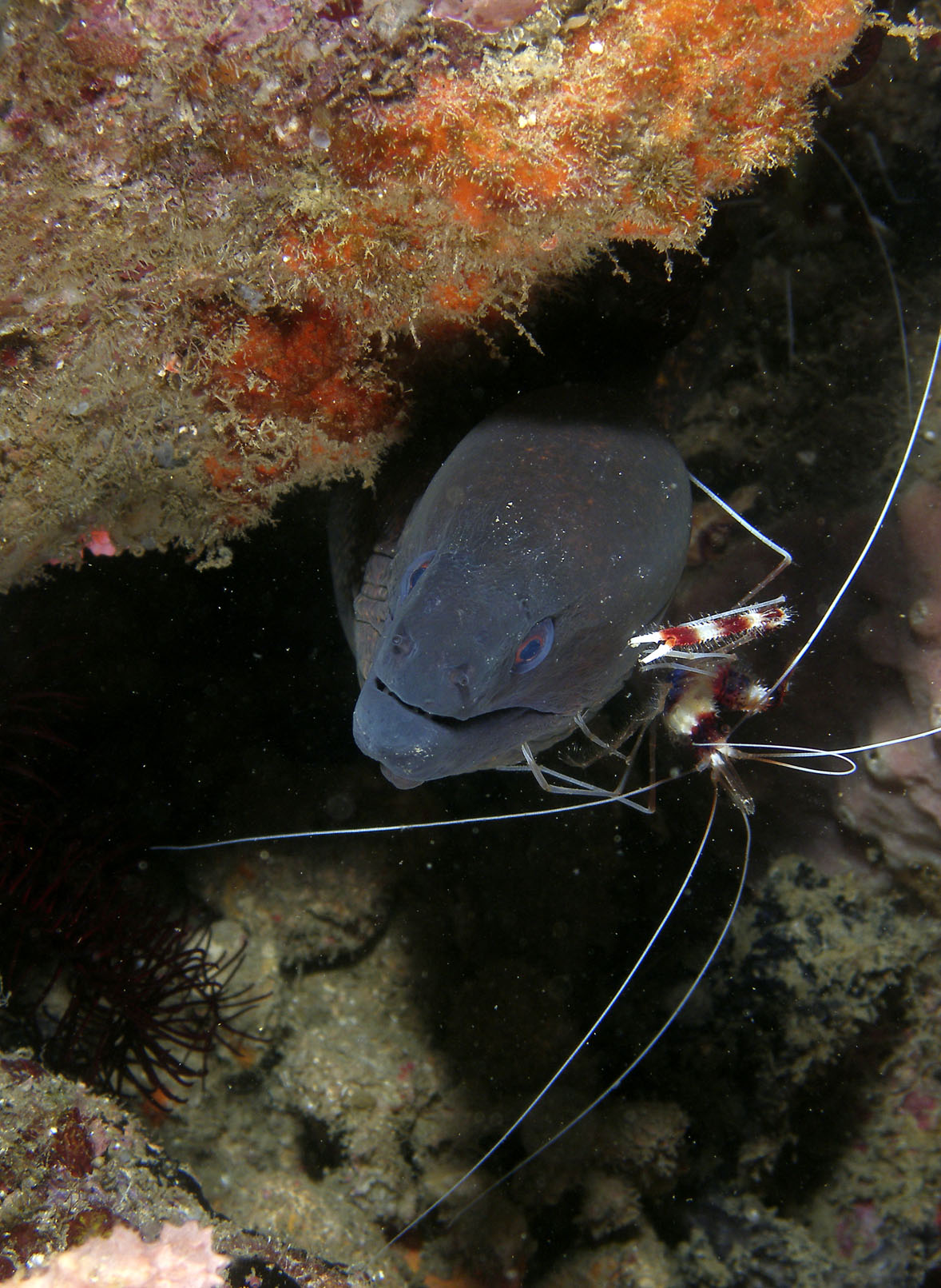 Moray_cleaning_station_2