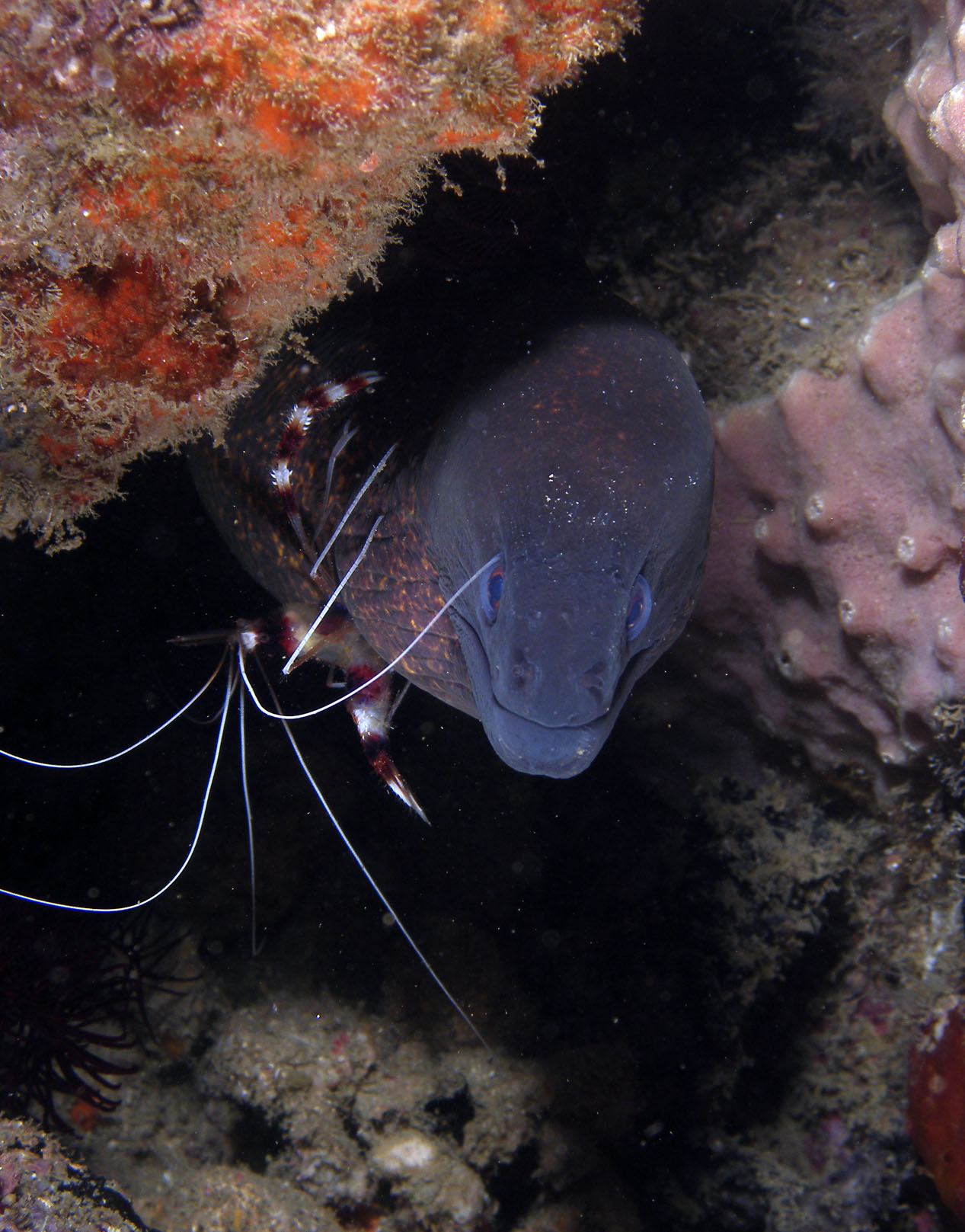 Moray_cleaning_station_3