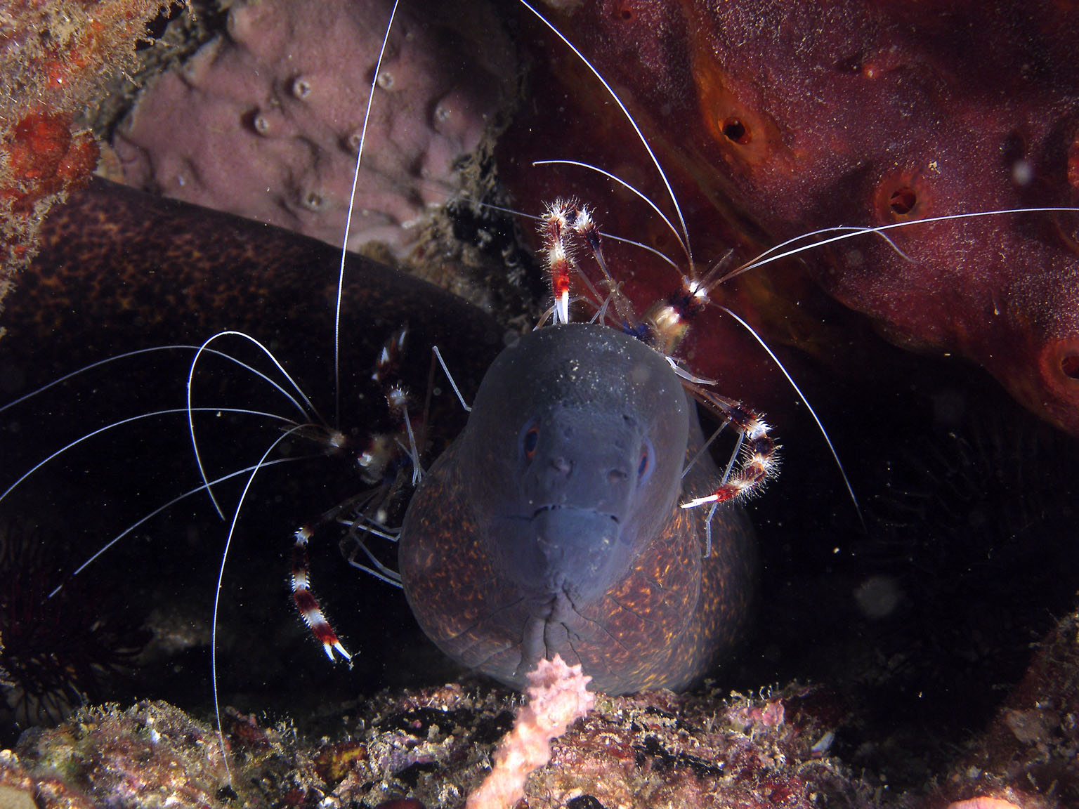 Moray_cleaning_station_4