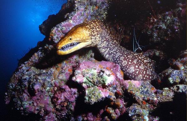 moray_Diving_tenerife_SUBCANARIA_COM