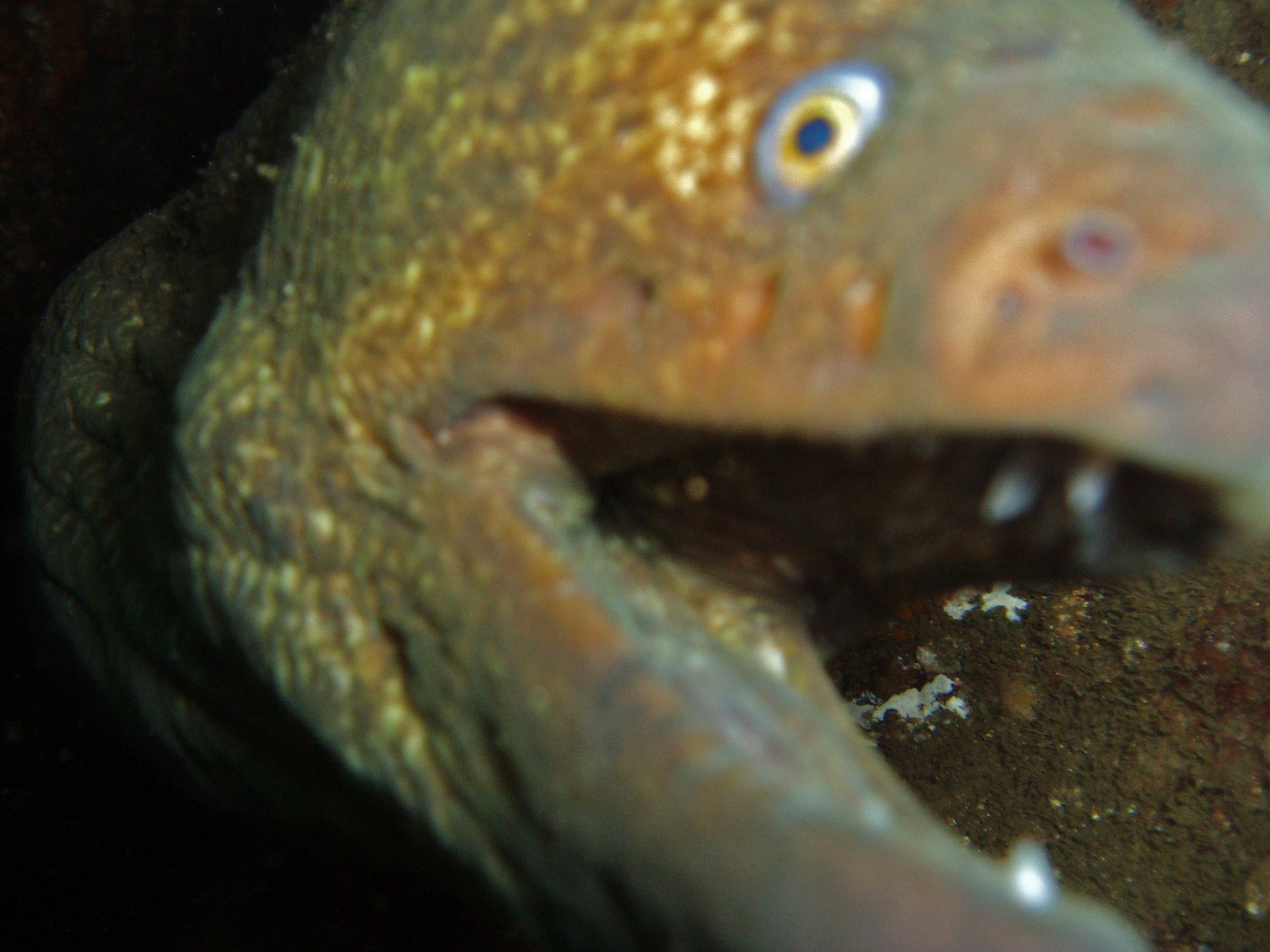 Moray_Eel