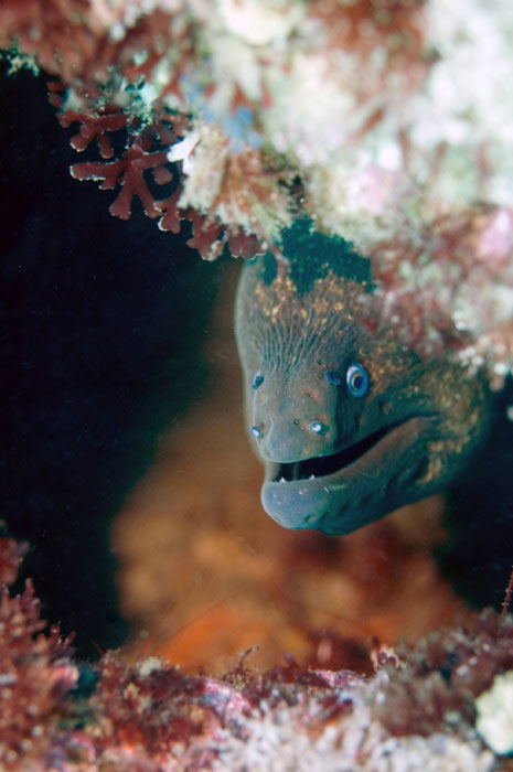 moray_eel