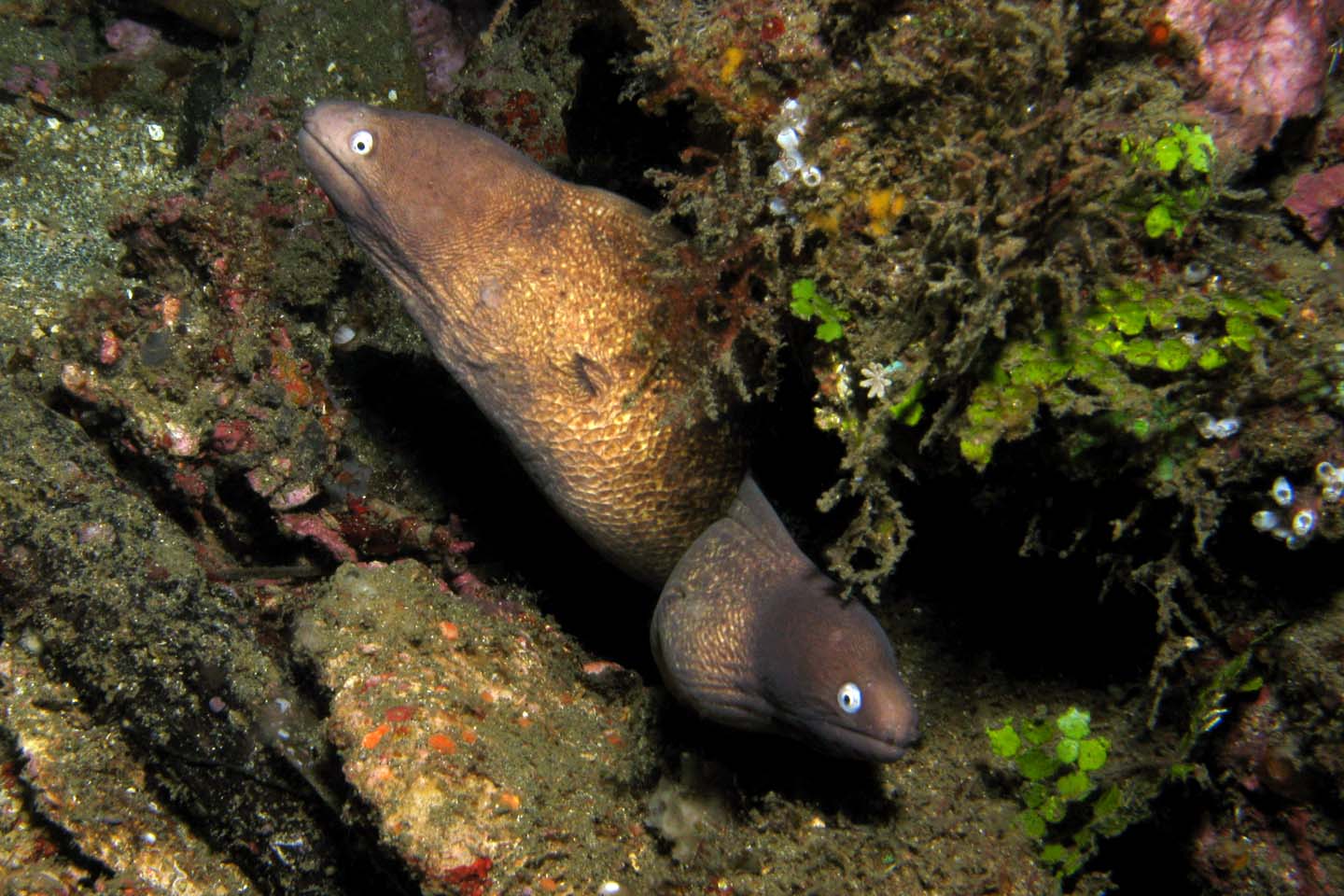 Moray_eels