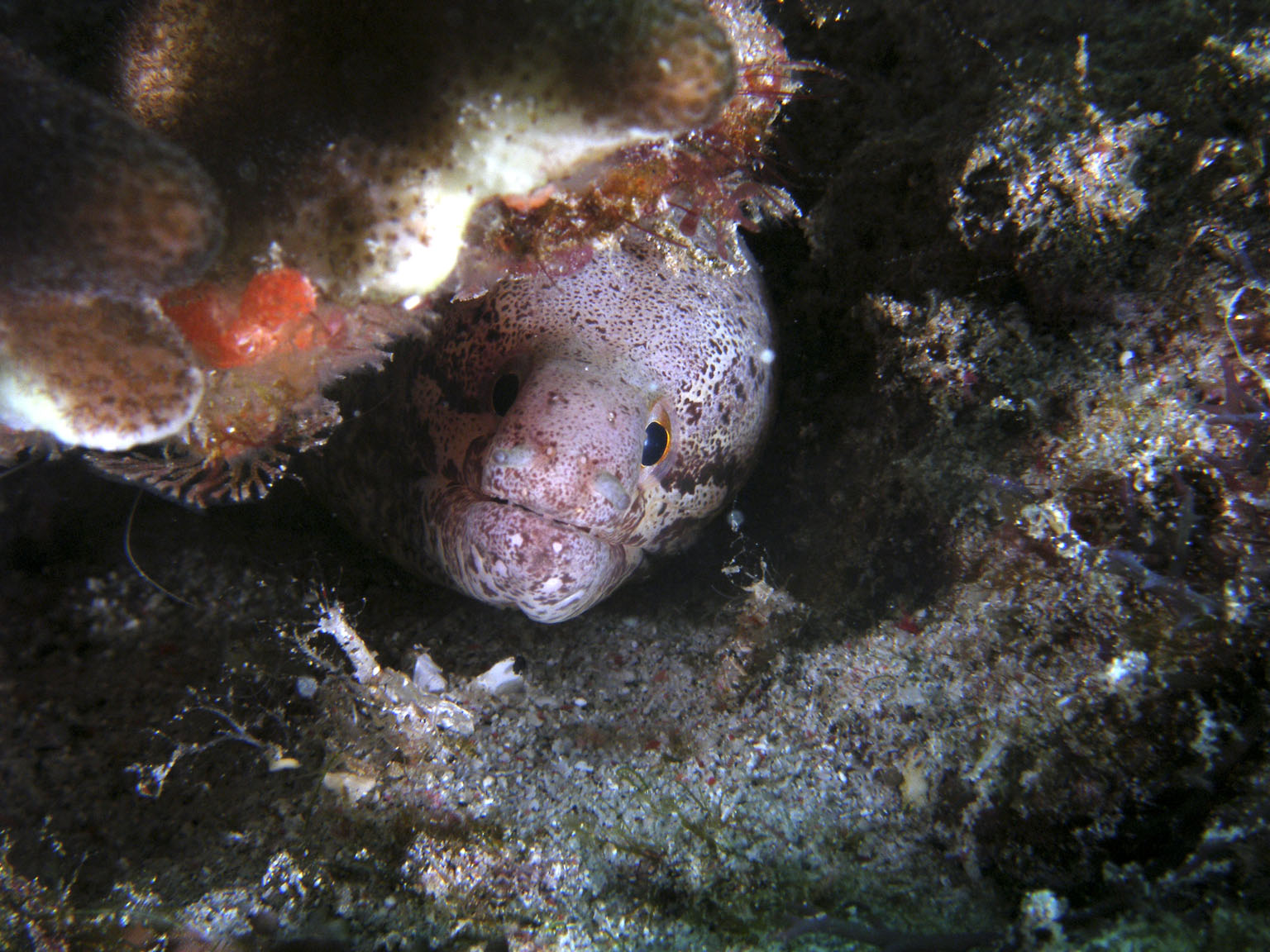 moray_in_crevice