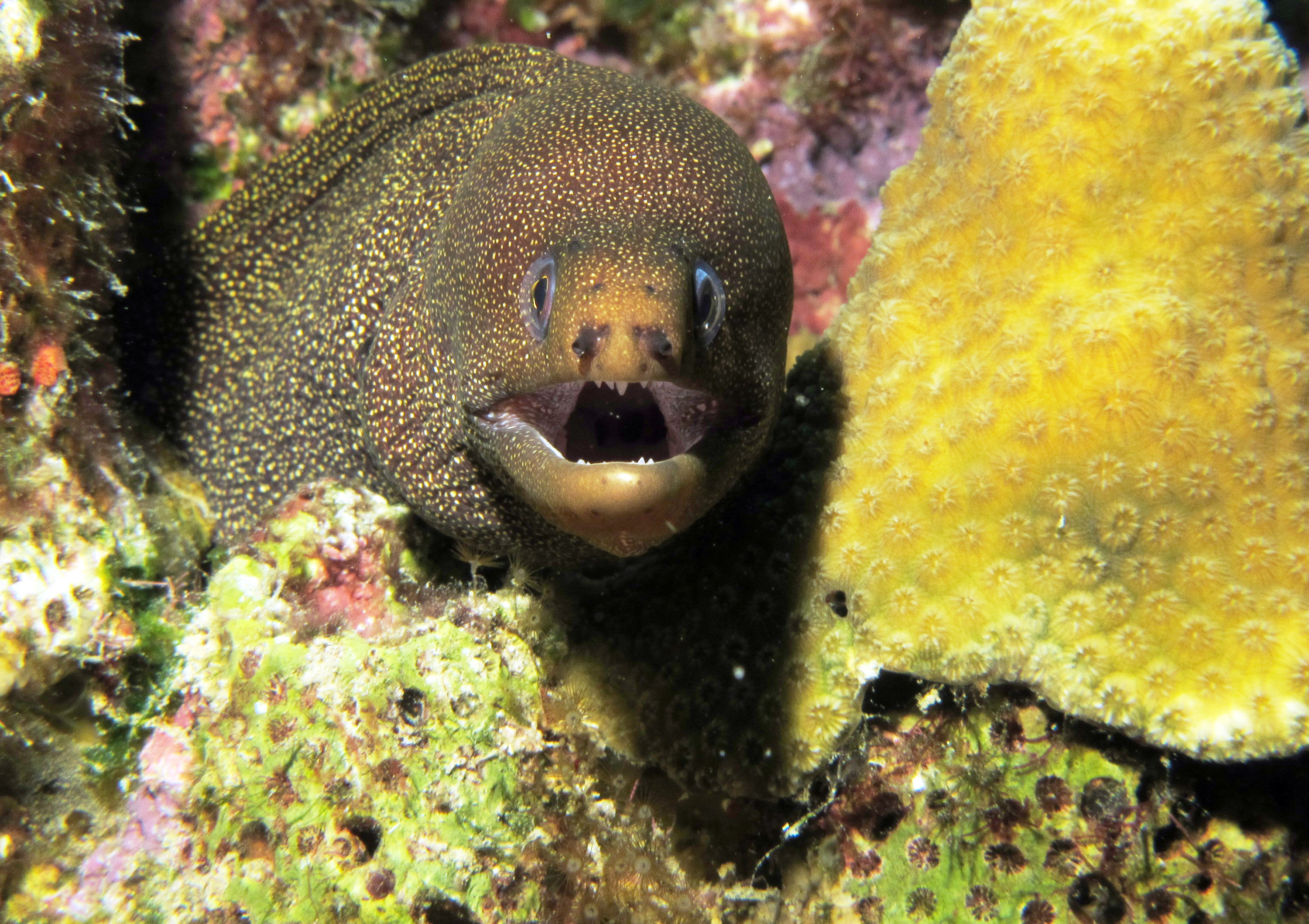 moray_straight