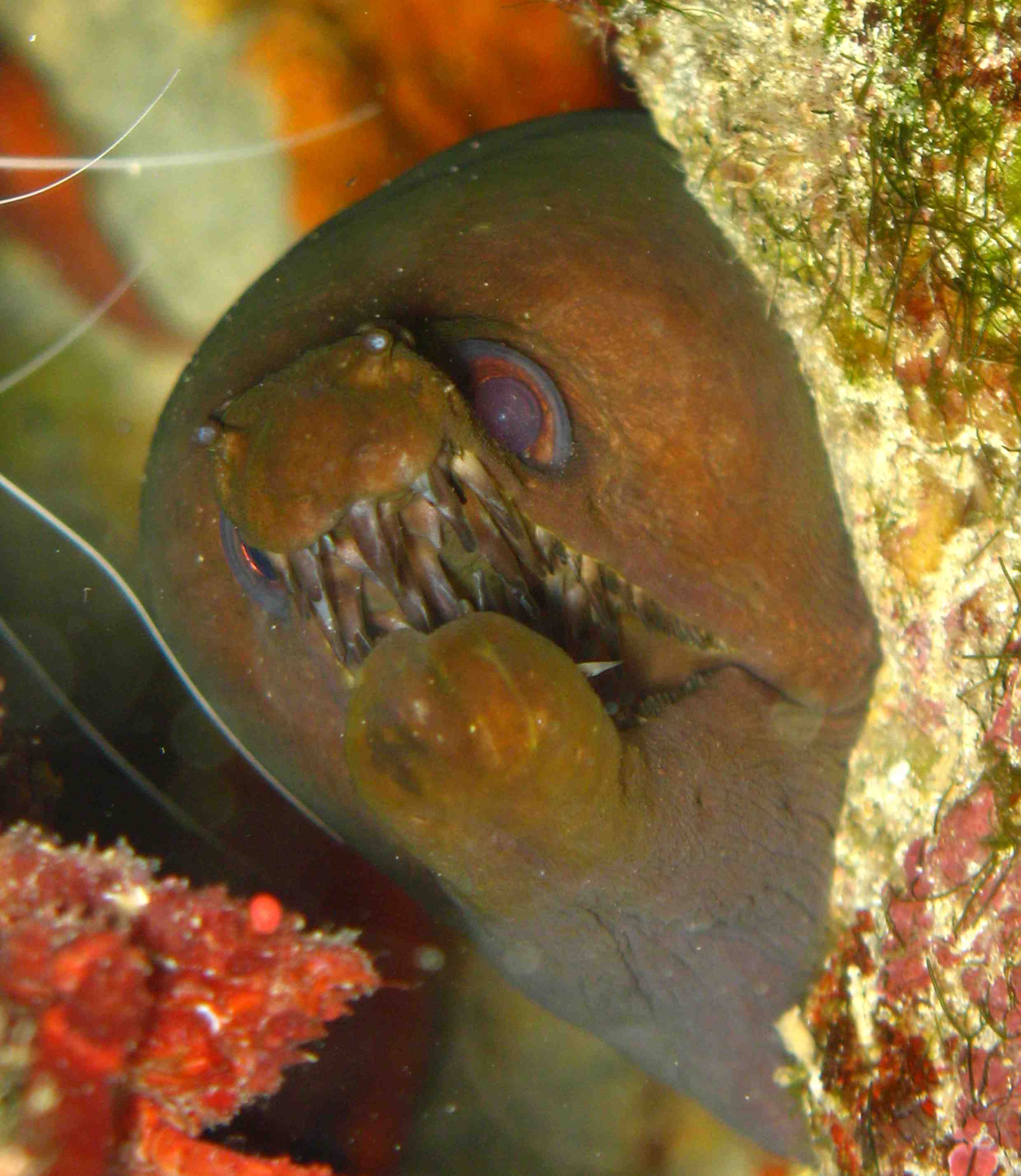 Morays from Cabo Verde