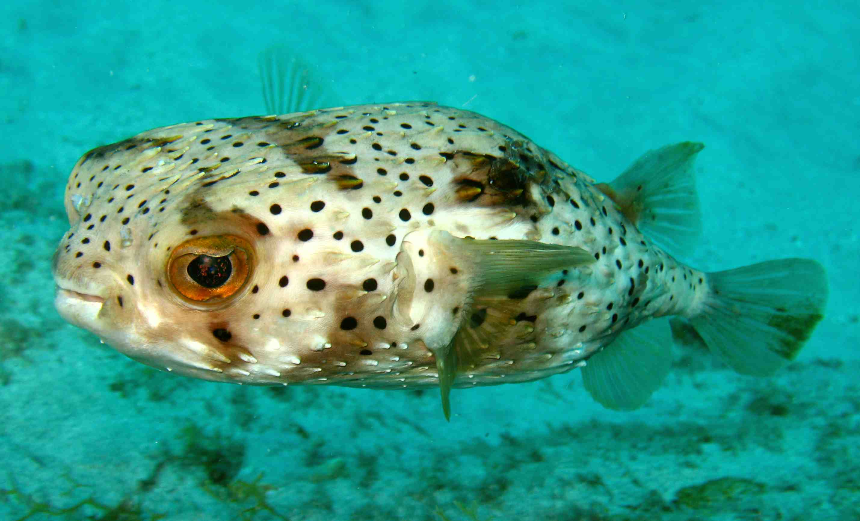 Morays from Cabo Verde