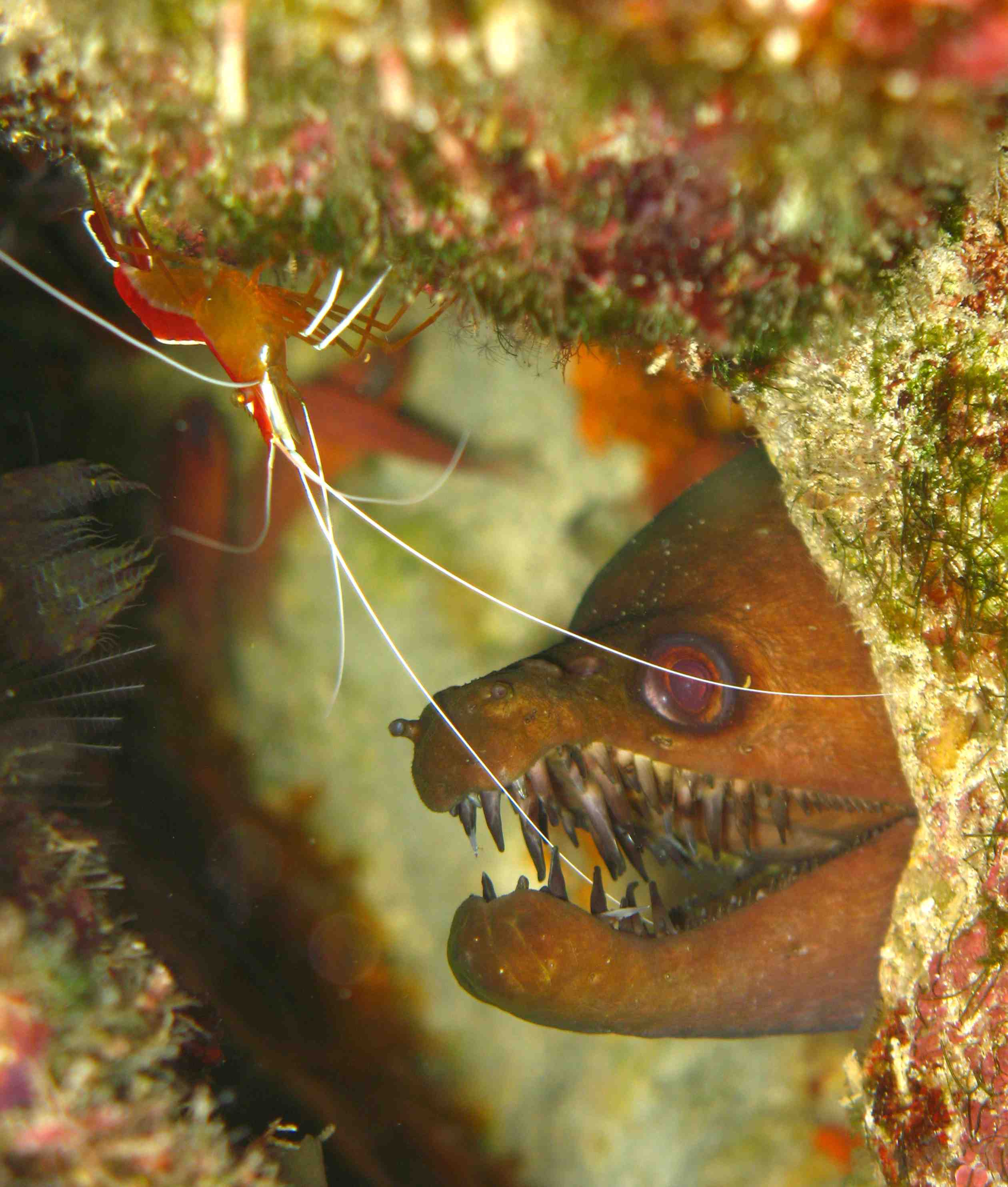 Morays from Cabo Verde