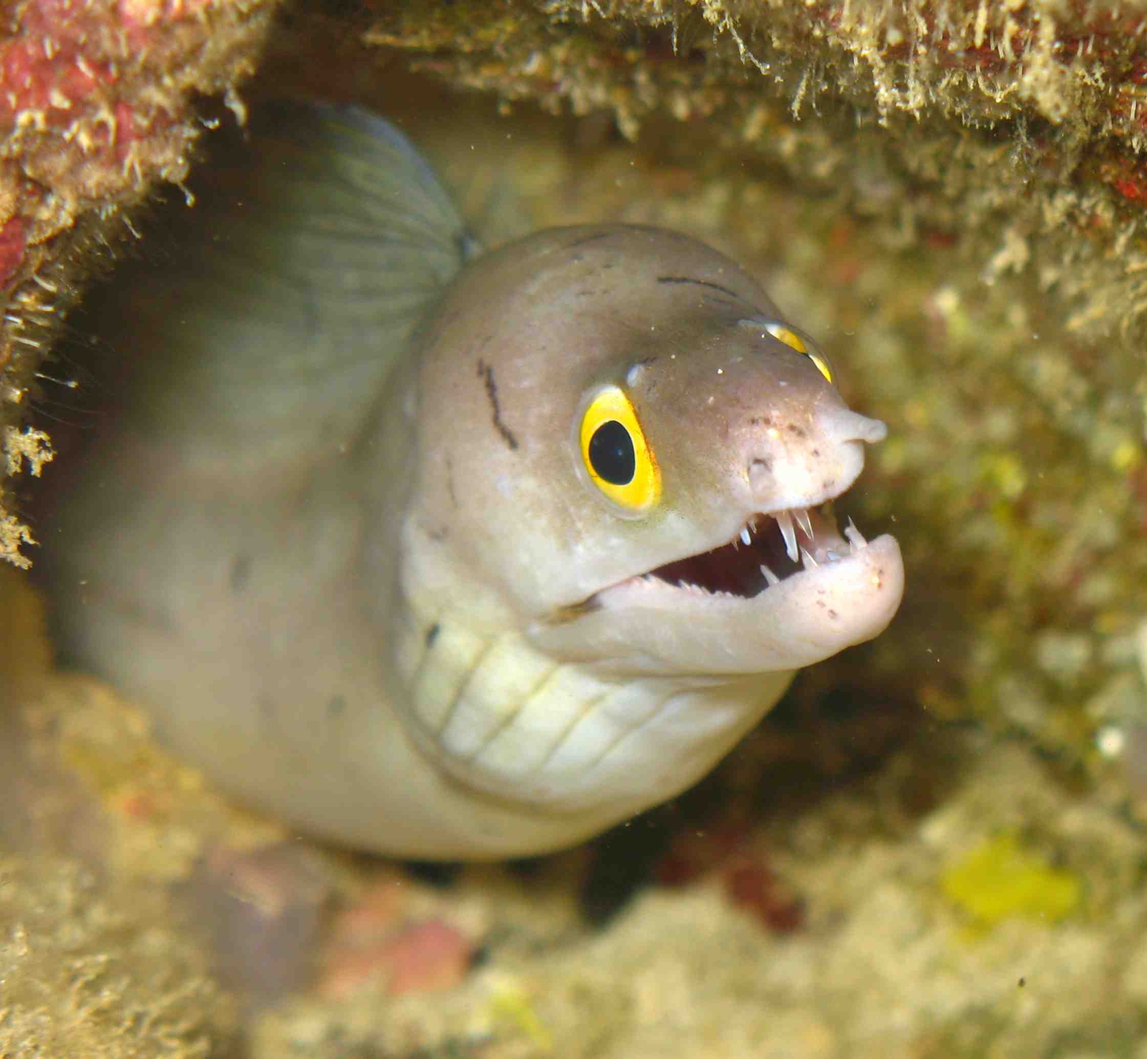 Morays from Cabo Verde