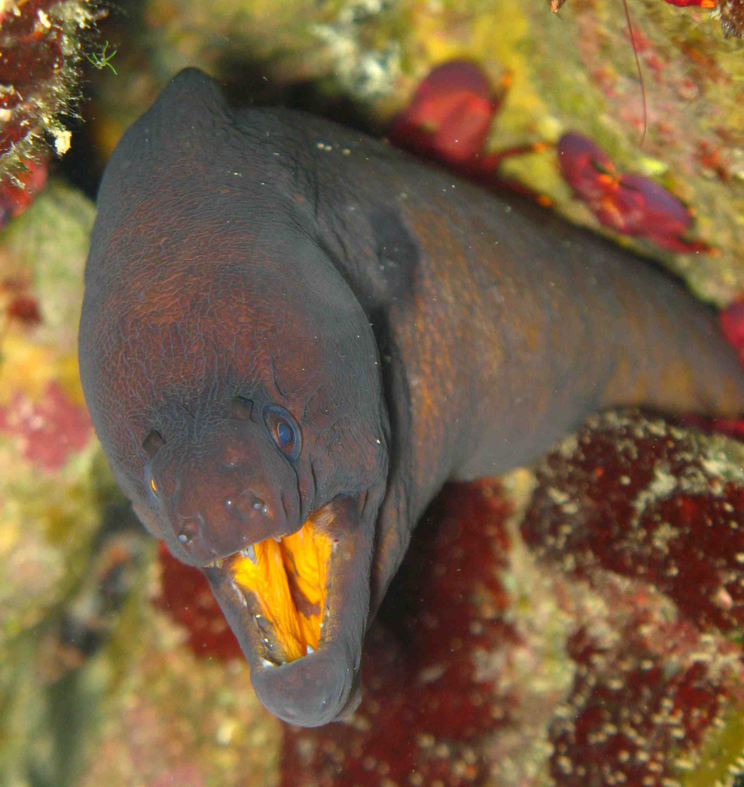 Morays from Cabo Verde