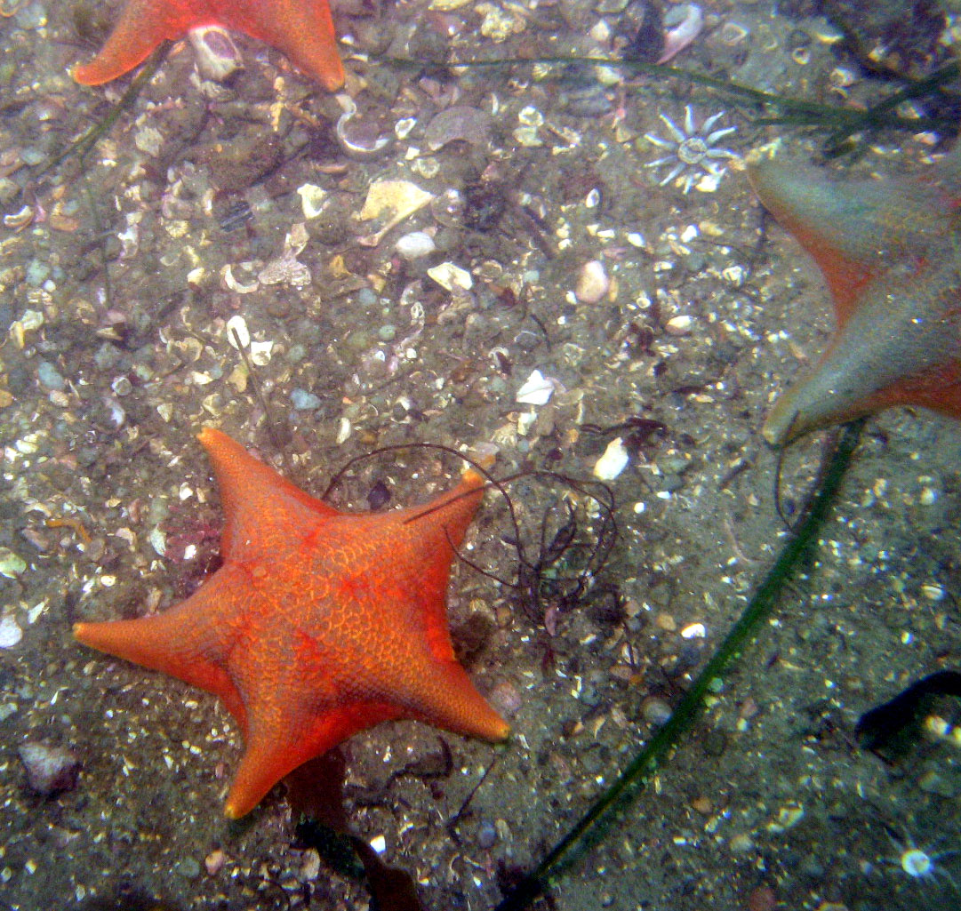 More Bat Stars (with possible juvenile sunstars or anemone)