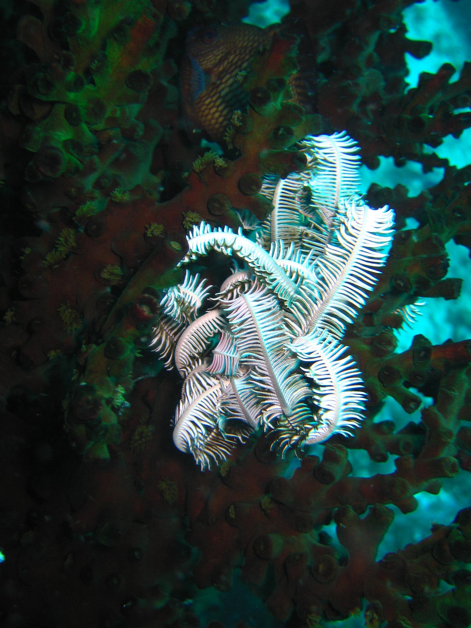 more feather star