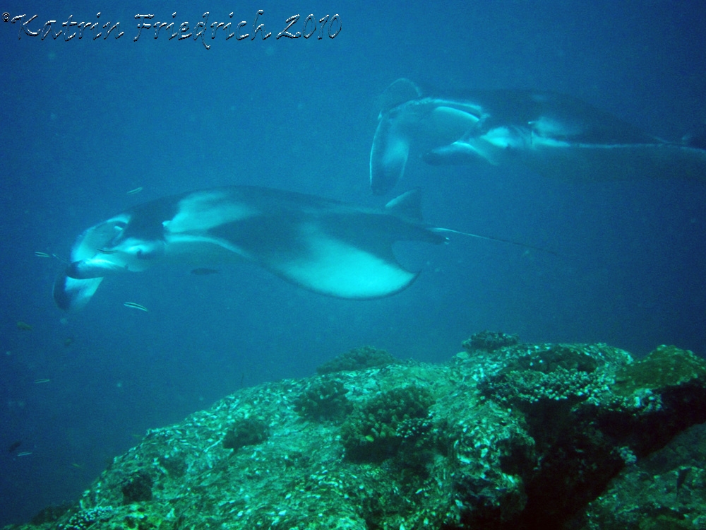 more Mantas..