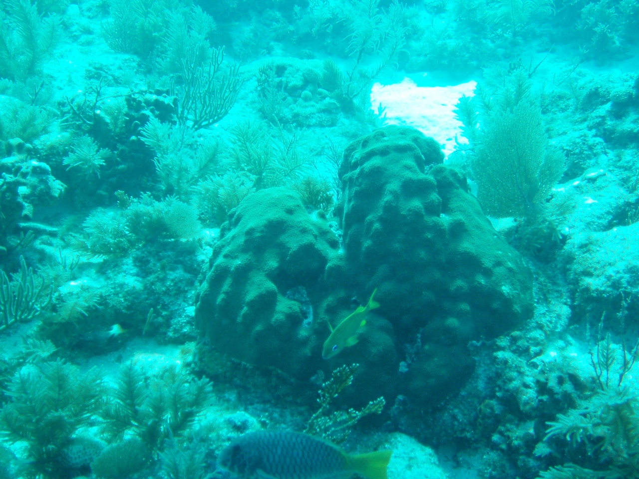 More of the REEF