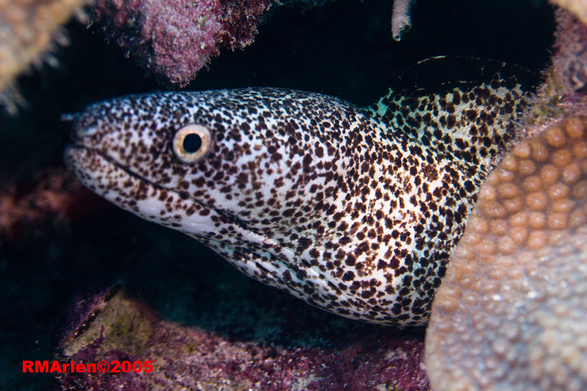 More Spotted Moray