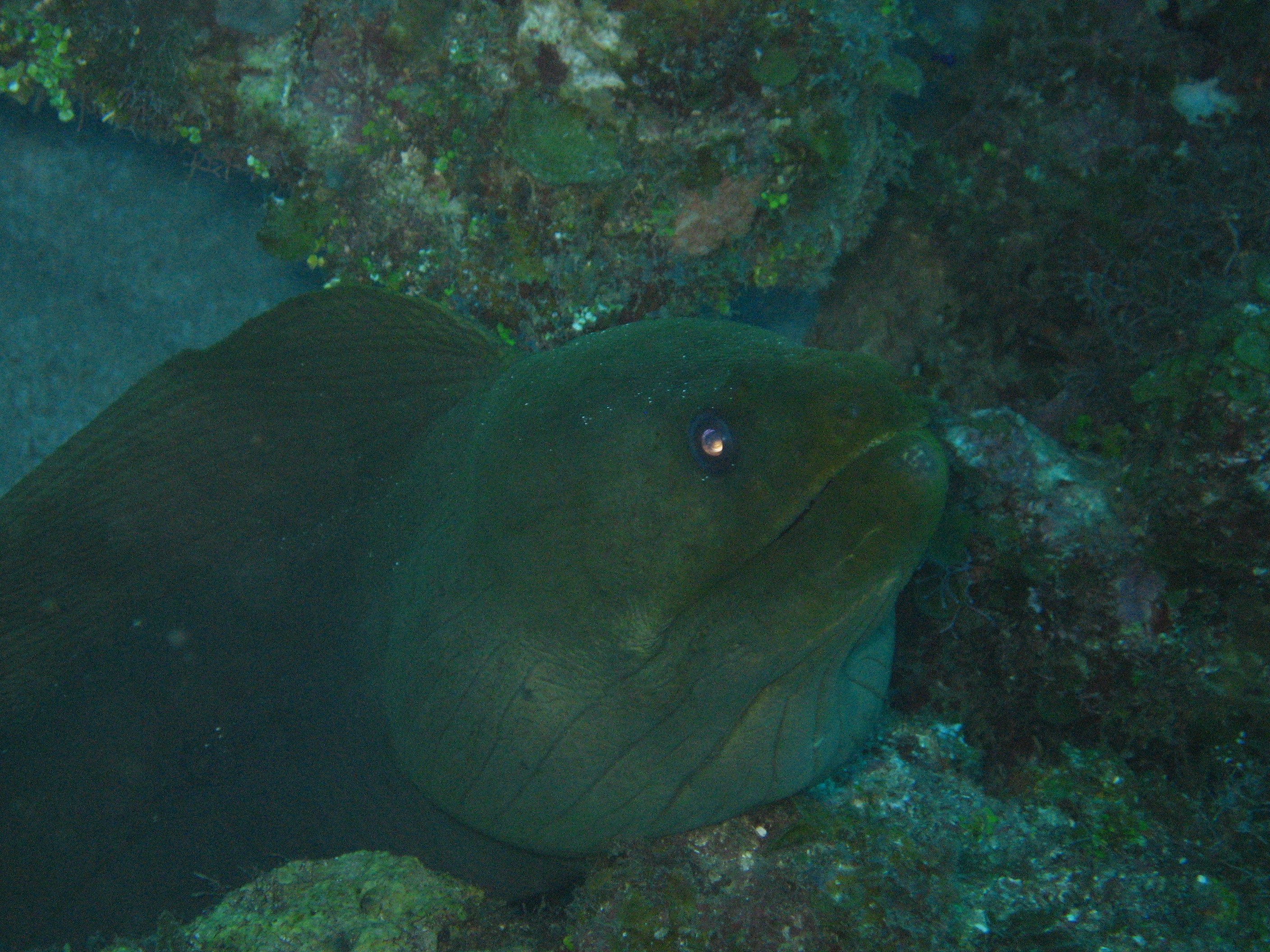 Morey Eel