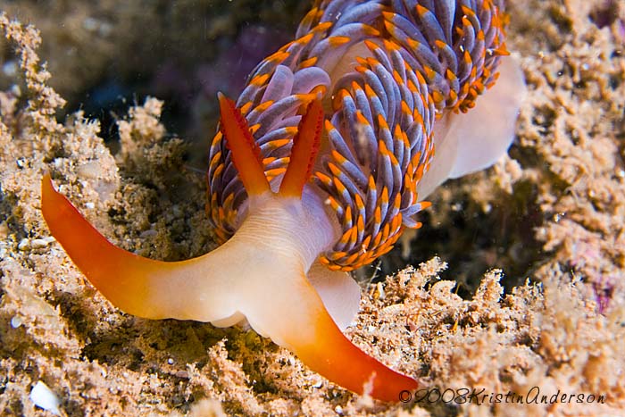 Moridilla brockii nudibranch