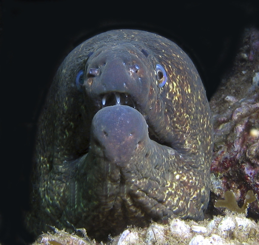 Morrey Eel, Picture Shot in Catalina