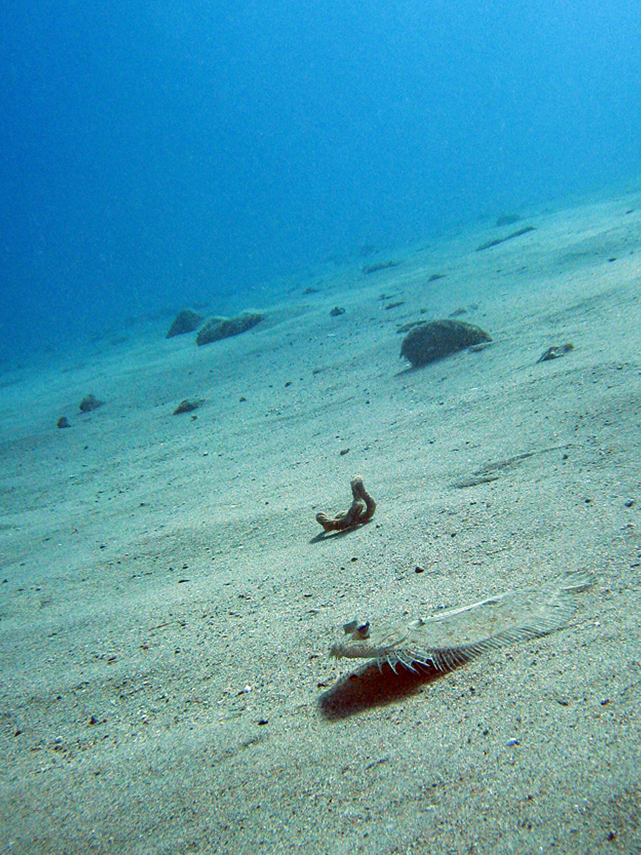 Moses sole or leopard flounder ?