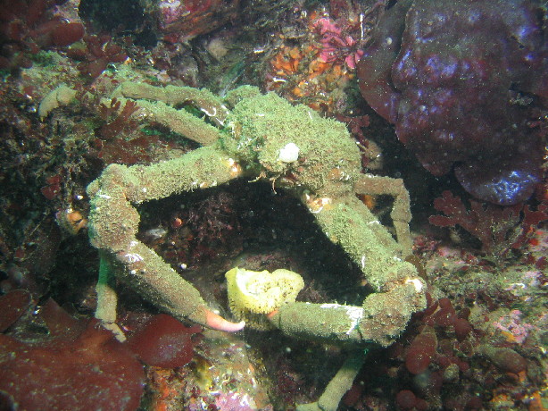 Moss Crab