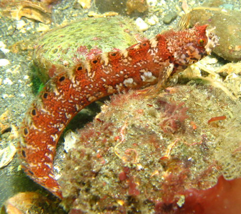 Mosshead Warbonnet