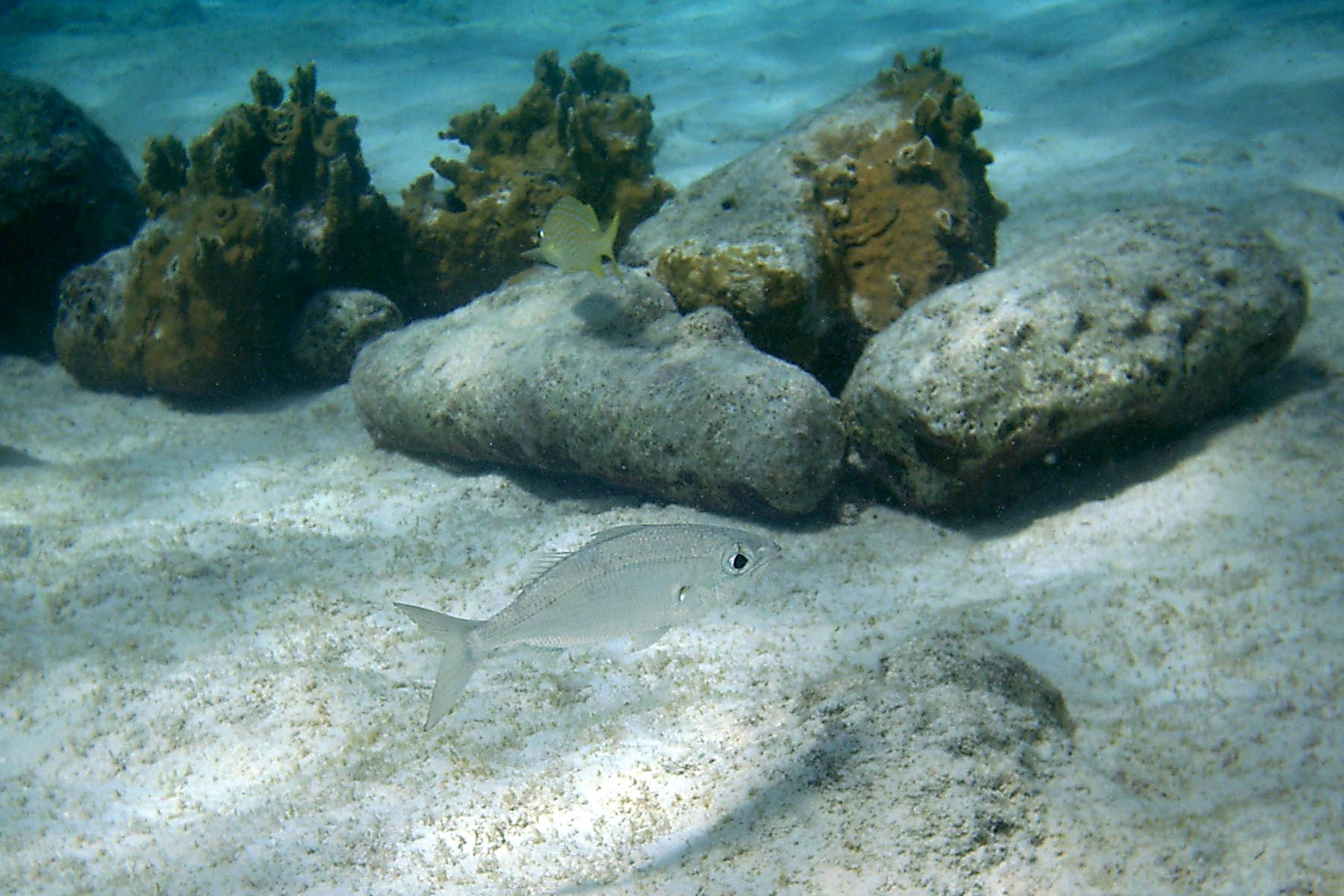 Mottled Mojarra