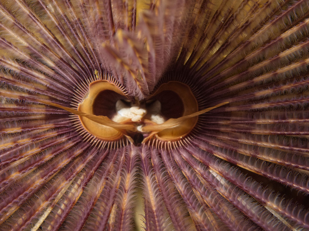 Mouth of a Magnificent Feather Duster