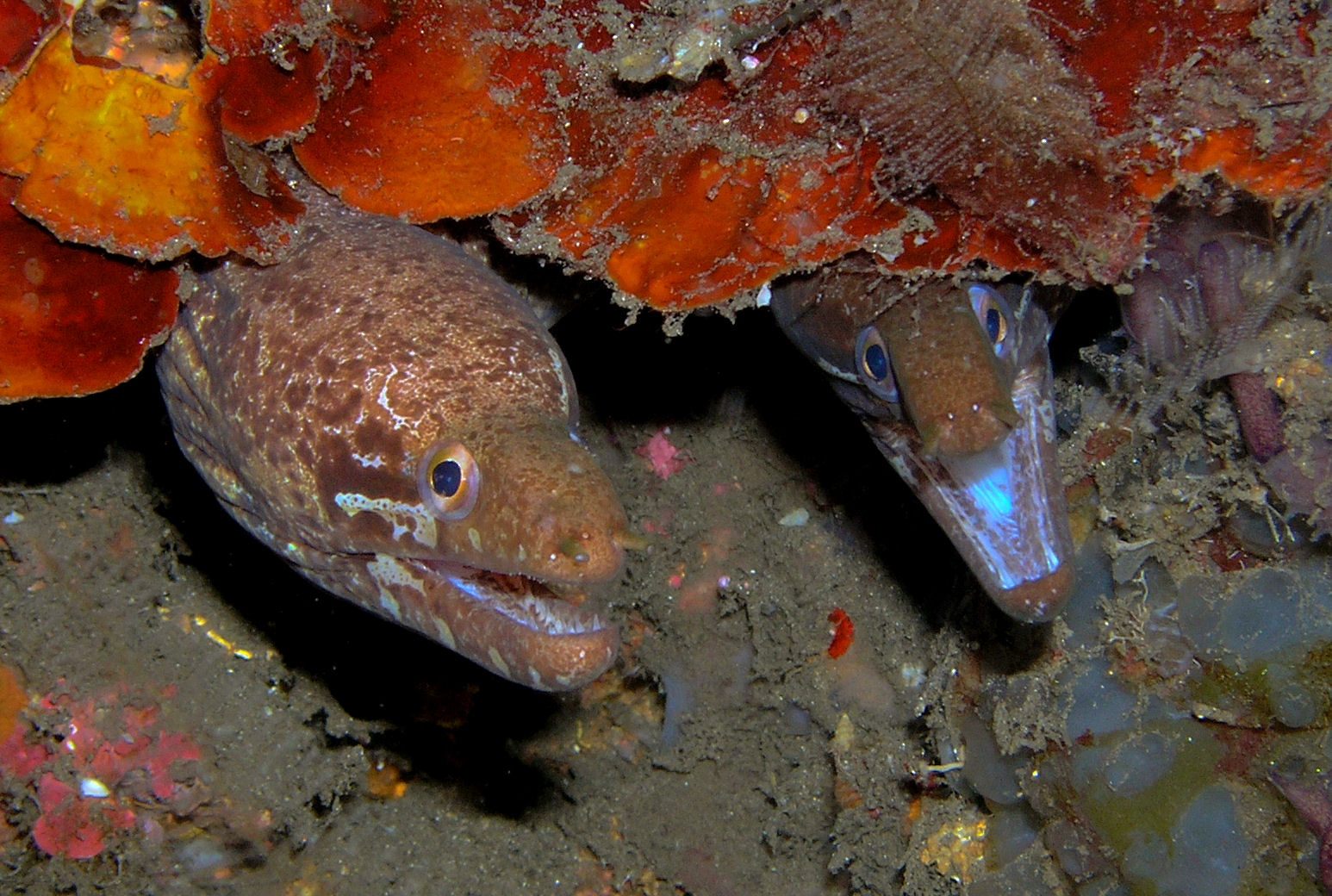 Mr and Mrs Moray