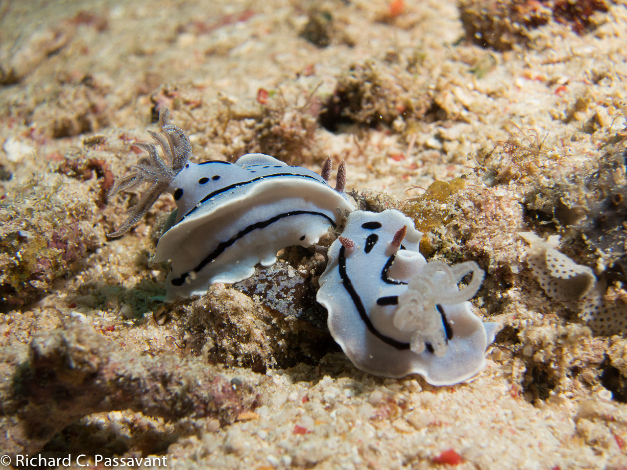 Mr. & Mrs. Nudibranch out for a stroll