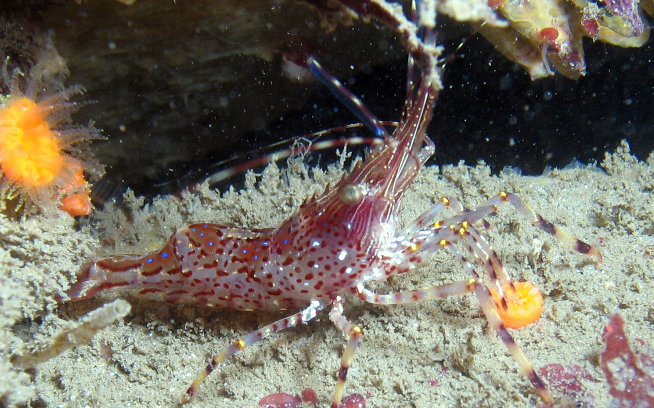 MR shrimp, of monterey ca