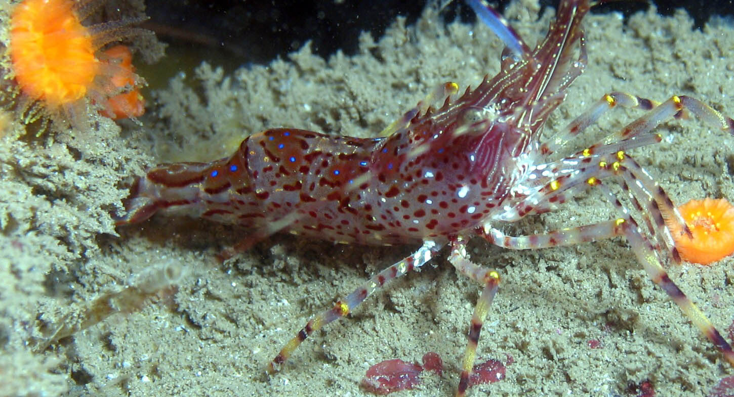 MR shrimp, of monterey ca