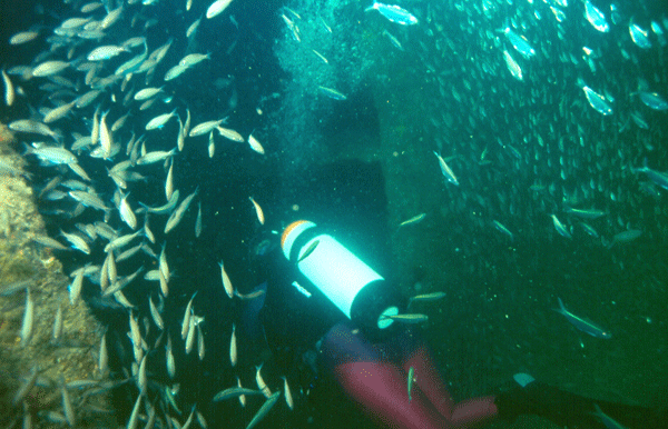 Ms-cdiver-in-wreck-Gulf-of-Mexico