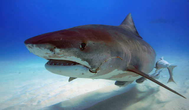 Ms. Tiger Shark