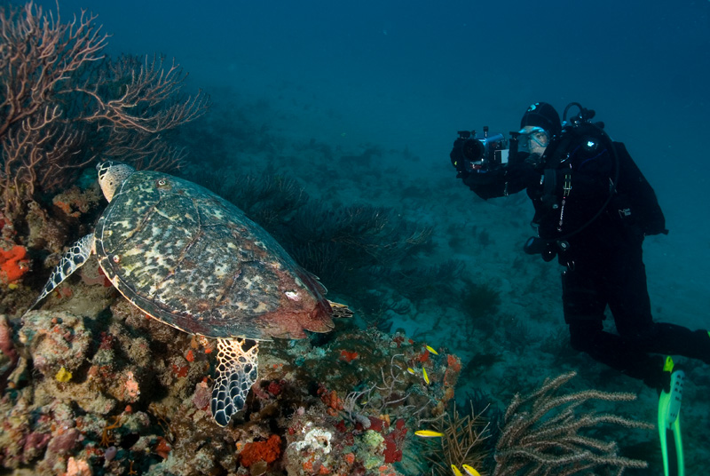 Muggsy w/ Hawksbill