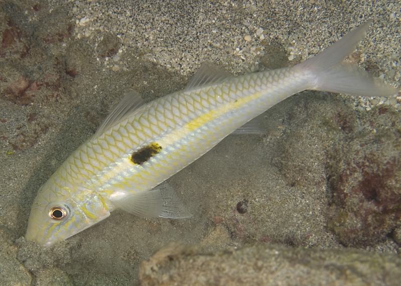 Mulloidichthys flavolineatus (Lacepede 1801), the Yellowstripe Goatfish