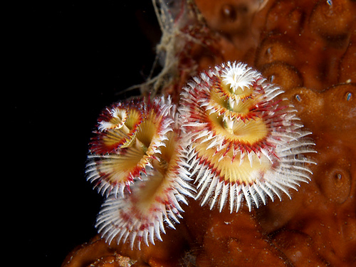 Multi-colored christmas tree worms