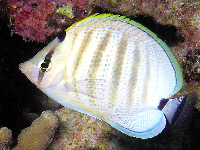 Multiband butterflyfish