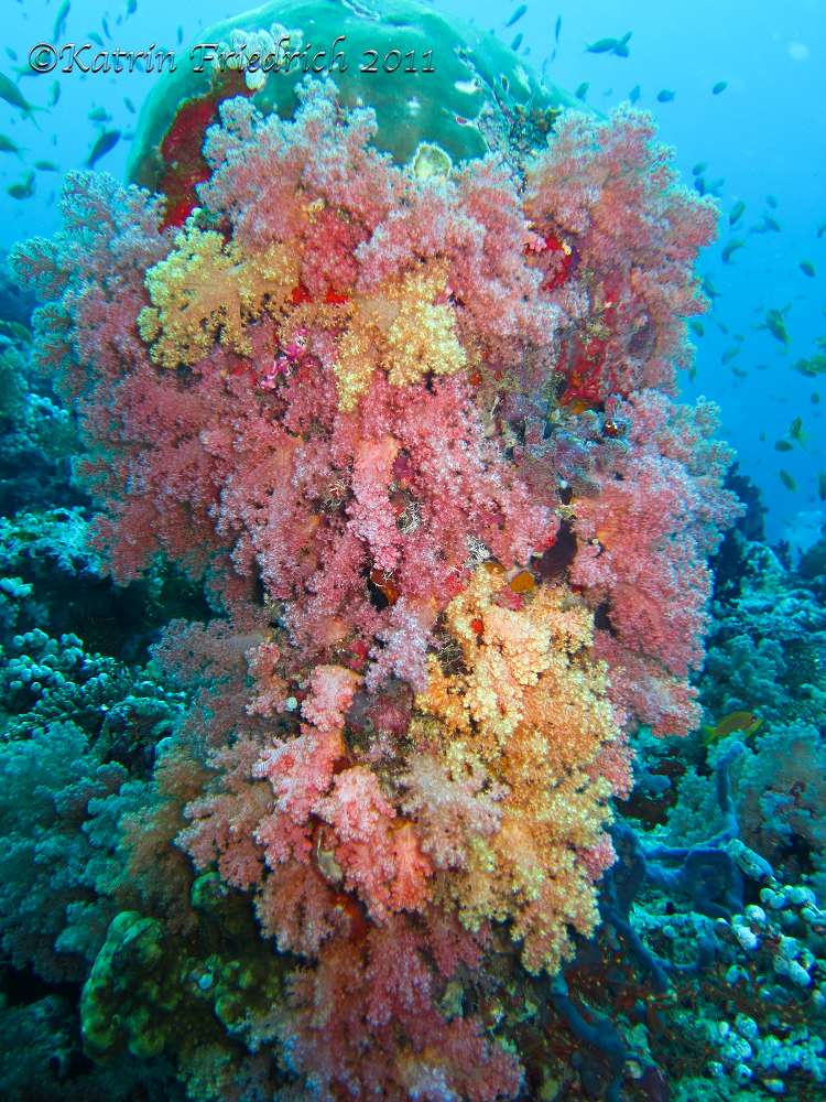 Multicoloured soft corals