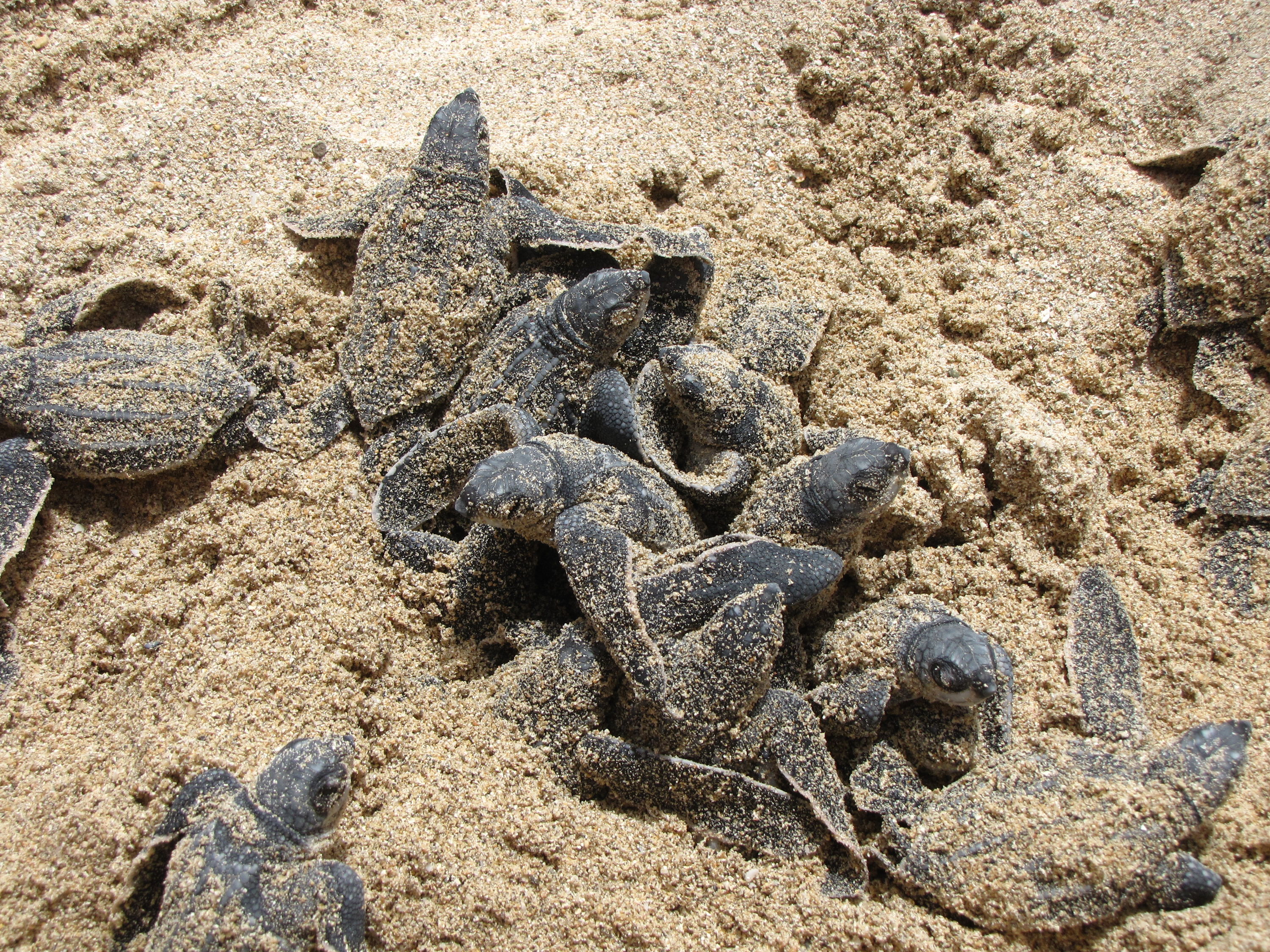 Multiple Sea Turtle Hatchlings